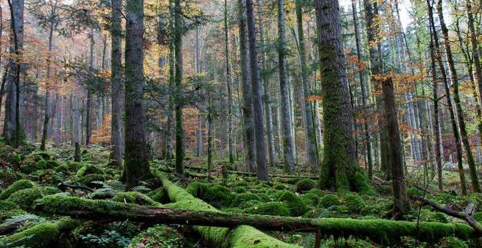 Combe-Grède, eine waldige Karstlandschaft