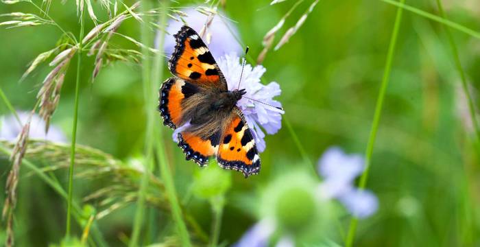 Schmetterling