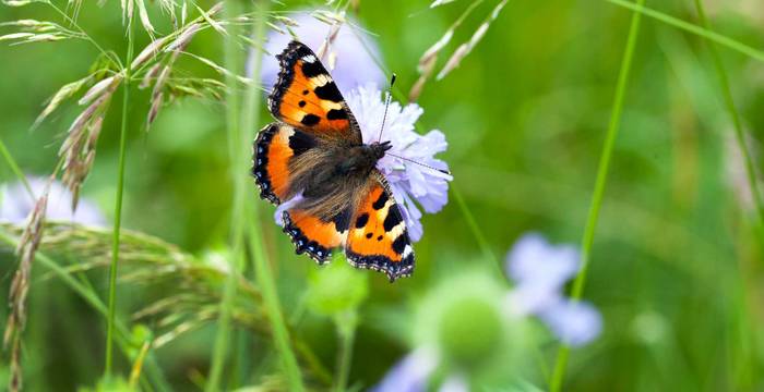 Schmetterling