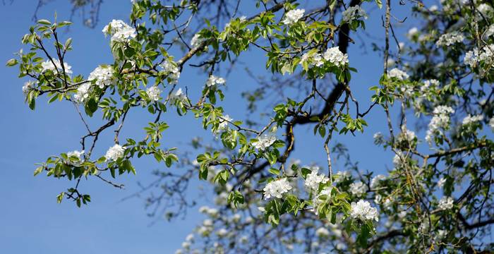 Obstbaum © Matthias Sorg