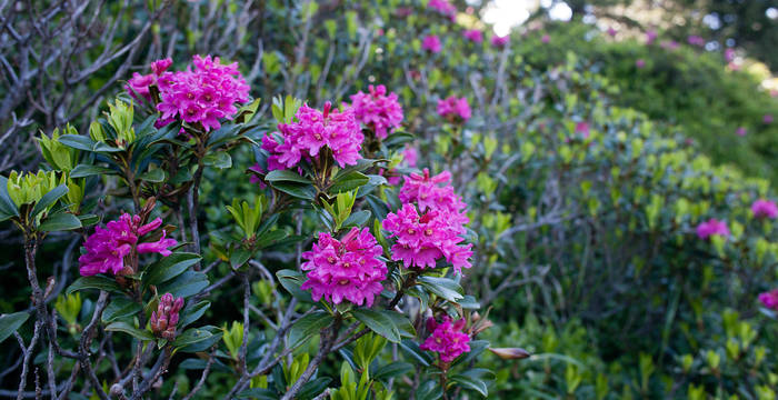 Rhododendron ferrugineux