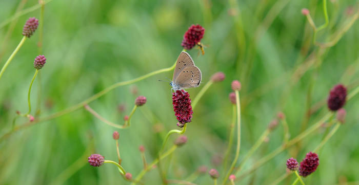 Moorbläuling © D.Hindermann