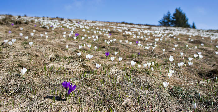 Krokusse im Frühling