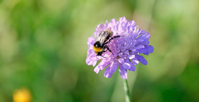 Abeille sur Knautie des champs