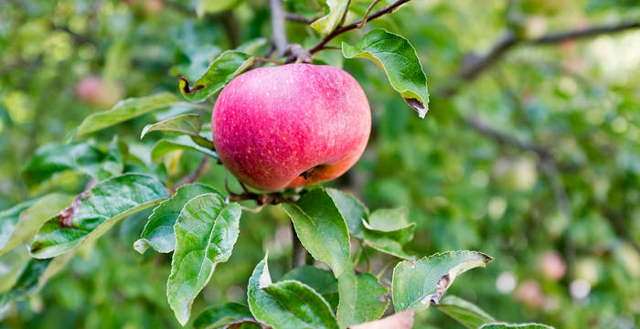 Apfel an Baum