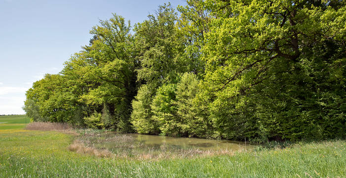 Laupenau © Matthias Sorg