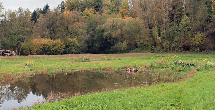 Biberaue Ferenbalm