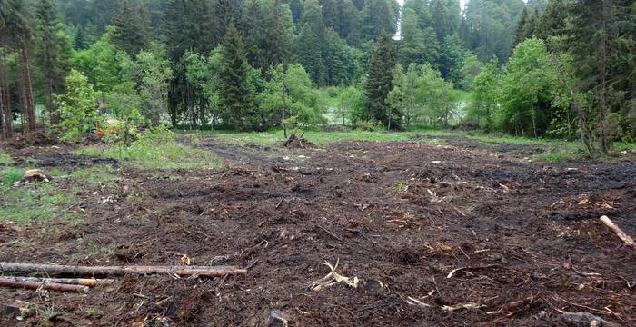 La première action a été d’enlever une partie des épicéas plantés afin qu’un boisement naturel puisse repousser spontanément.