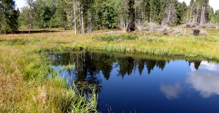 Mit etwas Hilfe konnte sich die Moorvegetation erholen und hat sich zurückgekämpft.