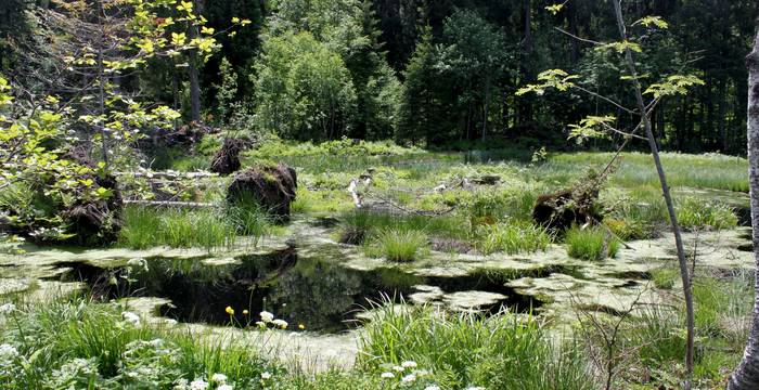 Mit Gräsern, Blumen, Bäumen und Wasserstellen birgt das Moor Lebensräume für zahlreiche Tiere. © Pro Natura/Bastien Amez-Droz