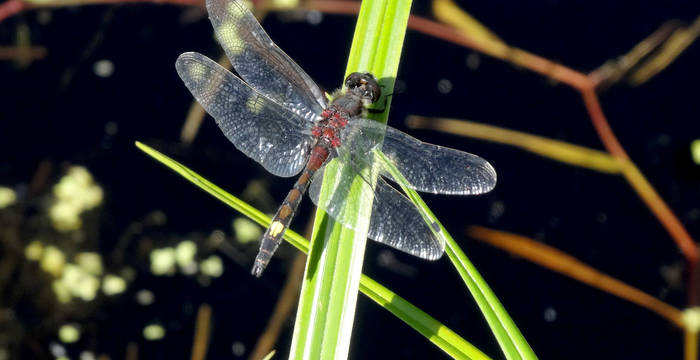 Zum Beispiel für die in der Schweiz vom Aussterben bedrohte Grosse Moosjungfer (Leuccorhinia pectoralis).