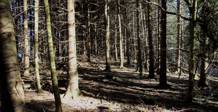 Vor den Renaturierungsarbeiten sah es in Les Pontins so aus: Das Gebiet war verbuscht und stark verwaldet. Ein Teil war sogar eine künstlich angelegte Fichtenplantage. © Pro Natura/Bastien Amez-Droz