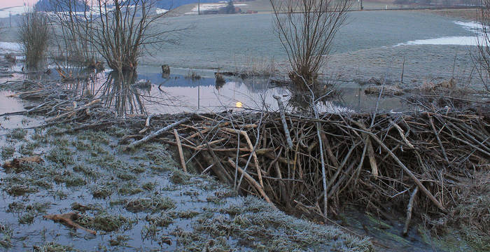 Biberraum Dürrenroth © Peter Lagergeld