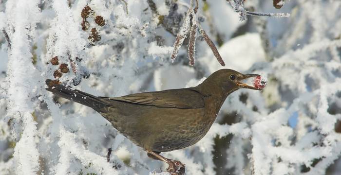 Amsel mit Hagebutte im Schnabel im Winter