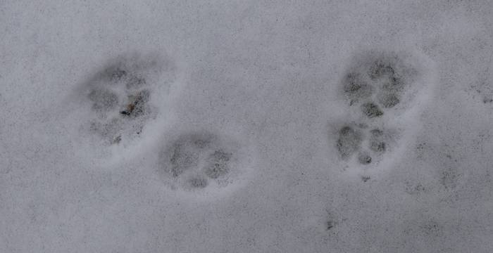 Von wem ist diese Spur im Schnee?