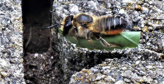 Biene mit Blatt