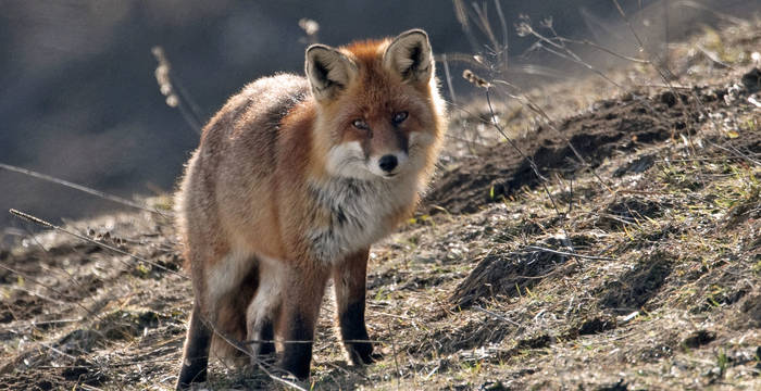 Rotfuchs