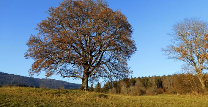 Eiche Twannberg © H.Rindlisbacher