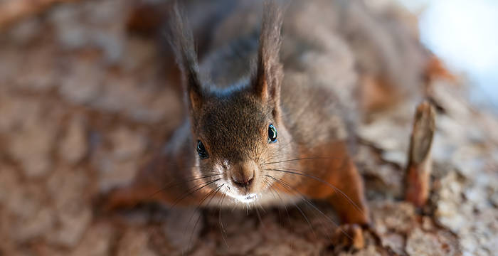 Eichhörnchen sind Thema der Ausstellung