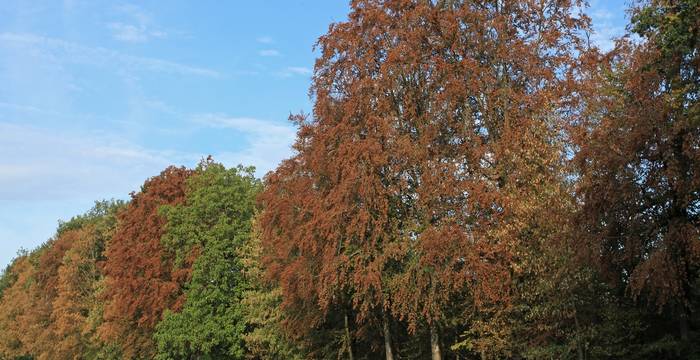 Buchen-Eichenwald, Hemishofen, Schaffhausen (Foto: Ueli Wasem, WSL)