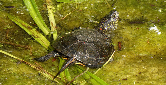 Sumpfschildkröte