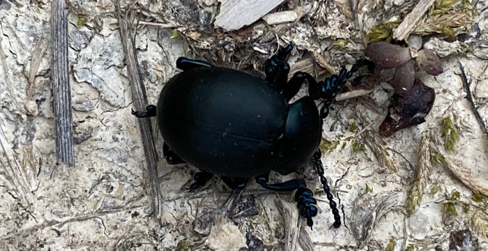 Xylobionter Käfer