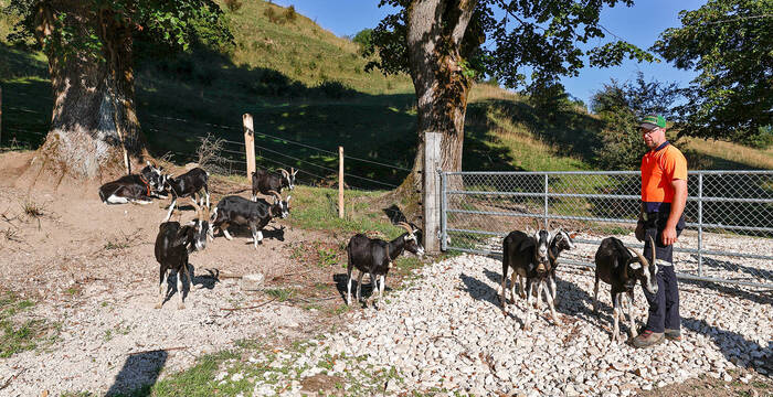 Ivo l'agriculteur avec ses chèvres.