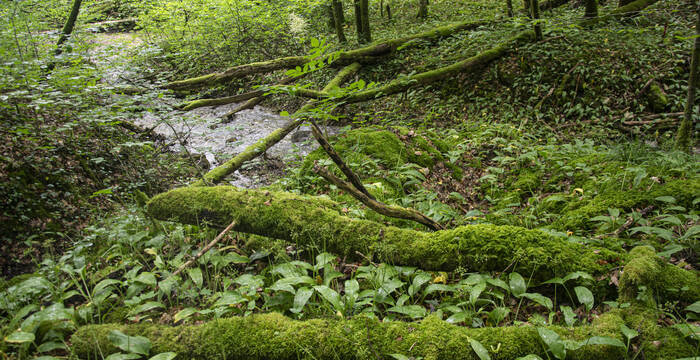 paysage pittoresque