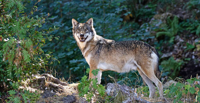 Wolf