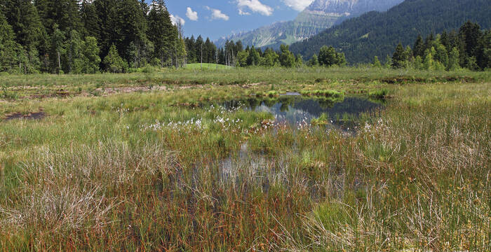 Moorlandschaft Steinmösli