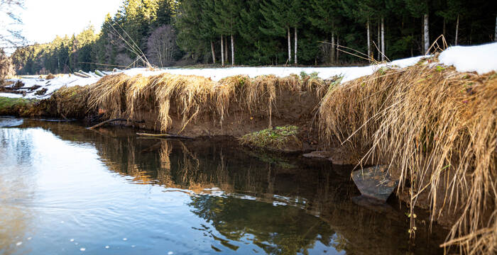 Der geplante Uferanriss wurde bereits umgesetzt. Vom Biber; gratis und franko.