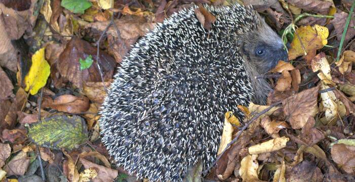 Igel