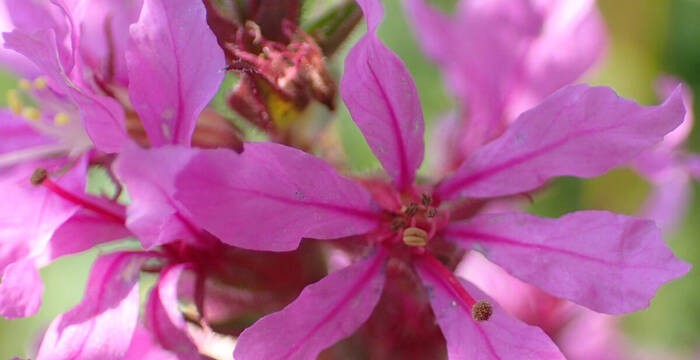 die Blüten des Blutweiderichs sind zarte schoenheiten