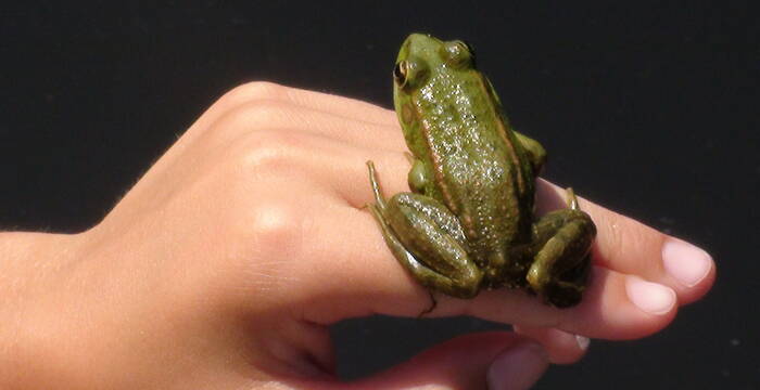 Frosch auf Hand