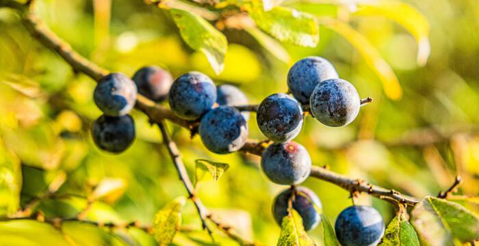 Schlehdorn trägt im Herbst Früchte_VictorSerban