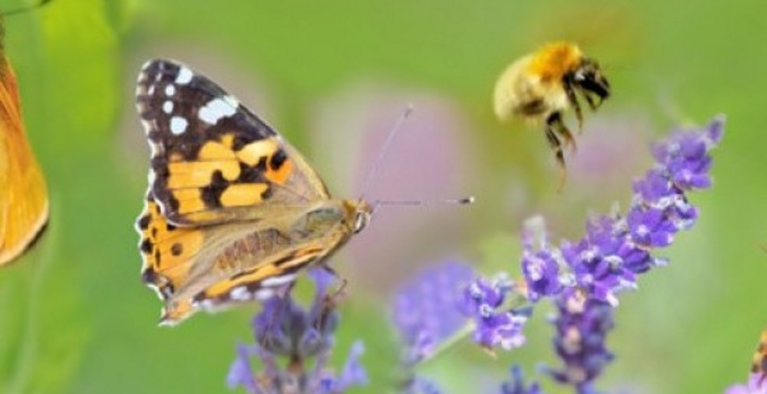 Schmetterling_colourbox.com