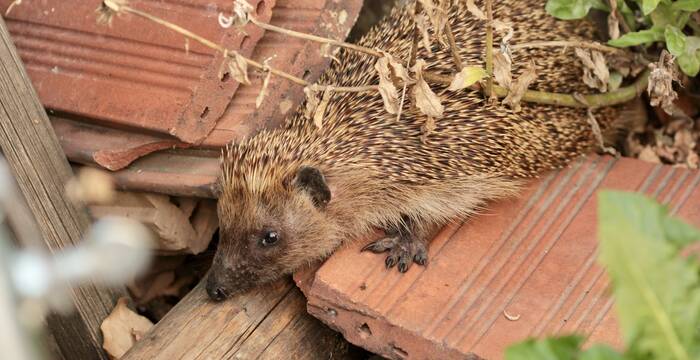 Igel_cr_Gautschi