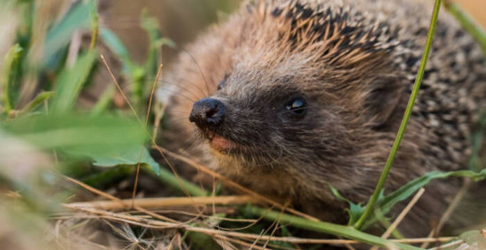 Igel am Boden