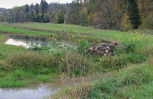 Seit dem Winter 2007/08 besiedeln Biber das Projektgebiet bei Ferenbalm. Sie sind nun eingeladen, den Naturraum zu gestalten und aufzuwerten.