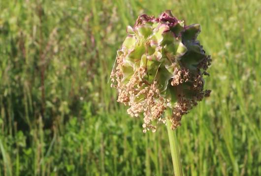 Kleiner Wiesenknopf