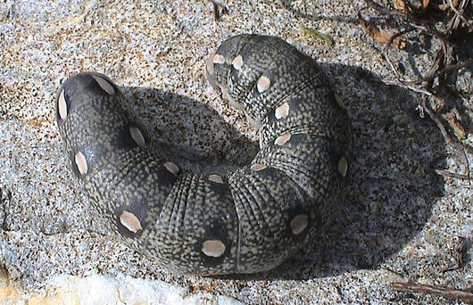Raupe des Fledermausschwärmers