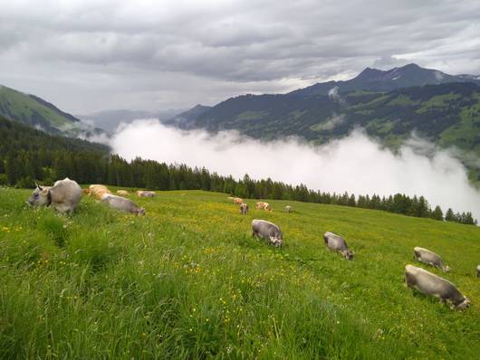 Alpweide in Feutersoey