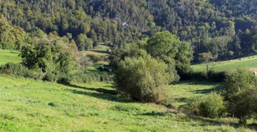 Paysage avec buissons