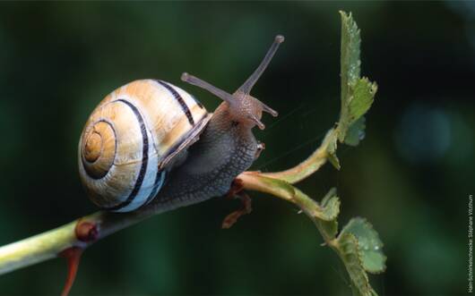 Hain-Schnirkelschnecke