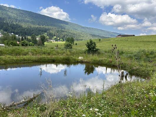 Weiher