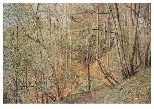 Wald im Frühling