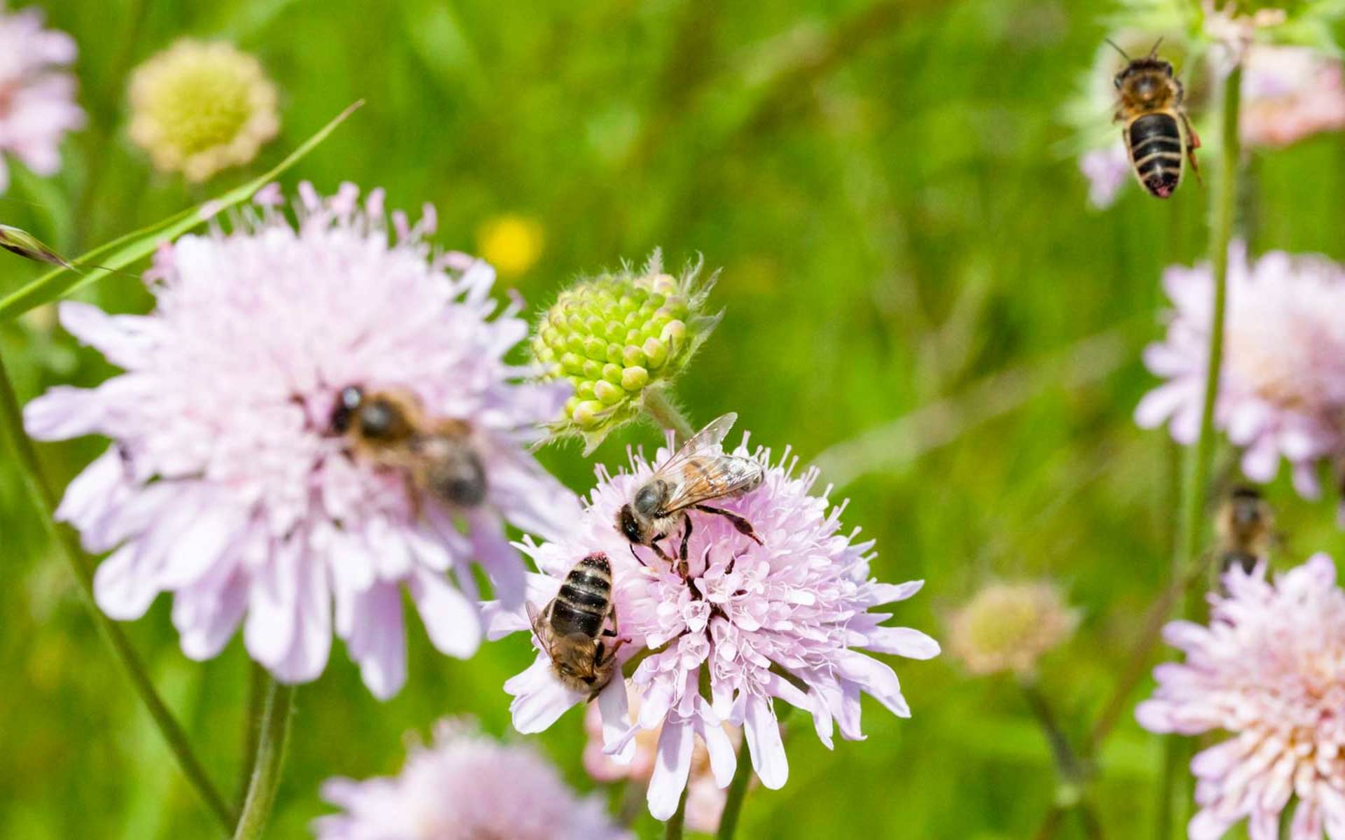Bienen und Fliegen am bestäuben © Matthias Sorg