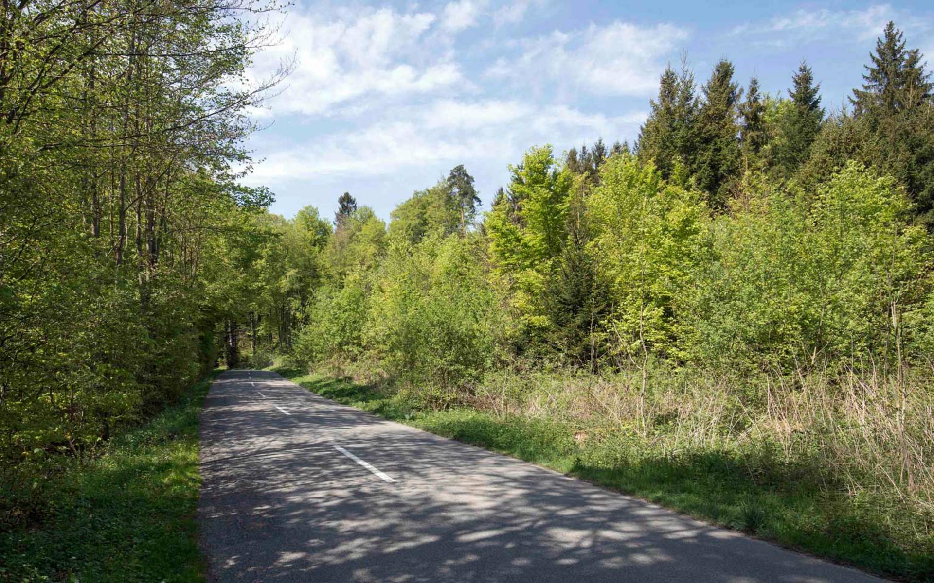 Bords de routes forestières © Matthias Sorg