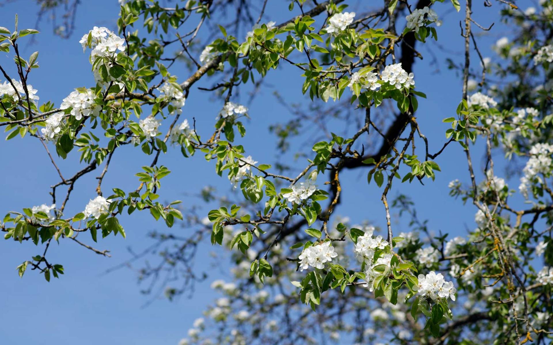 Obstbaum © Matthias Sorg
