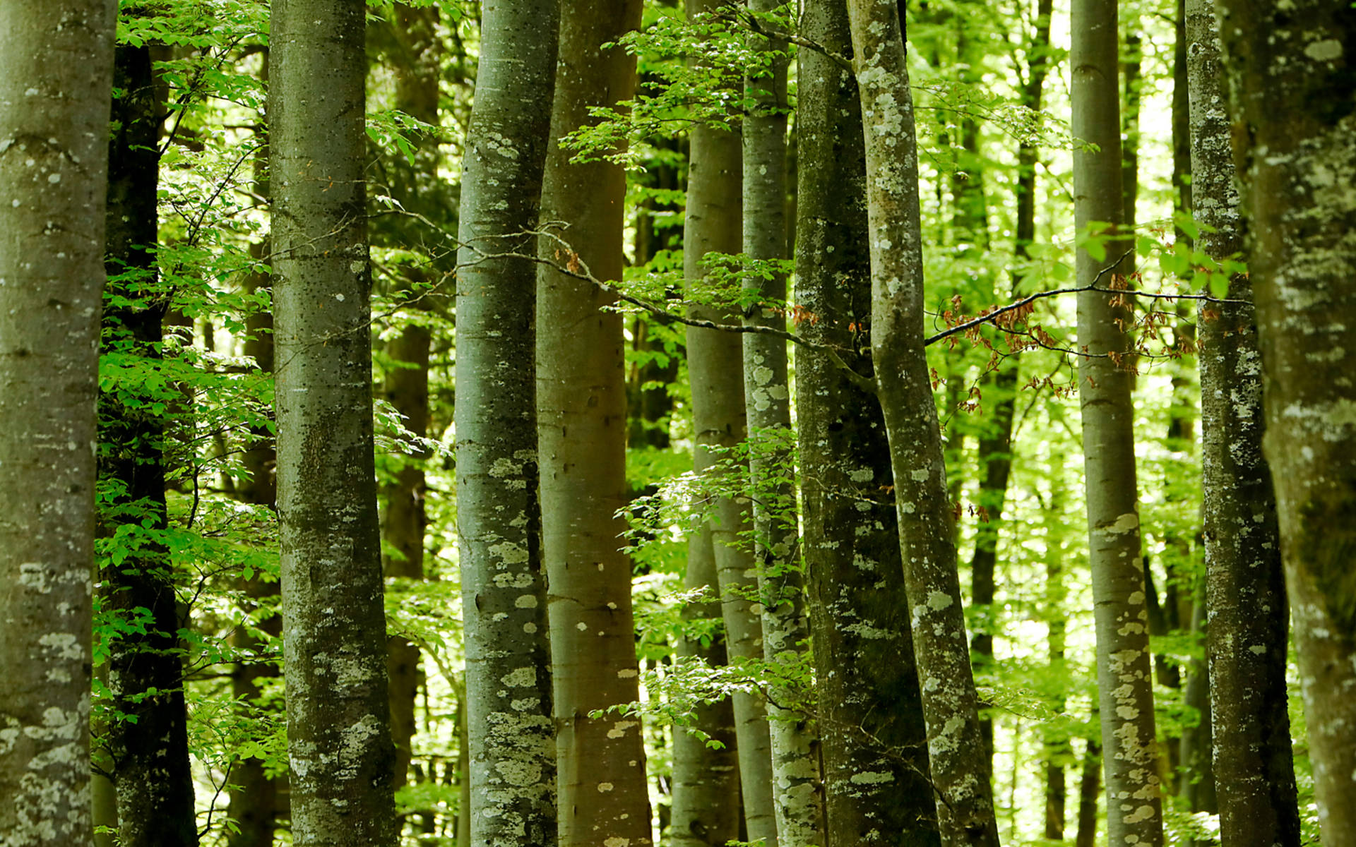 Frühling im Wald © Matthias Sorg